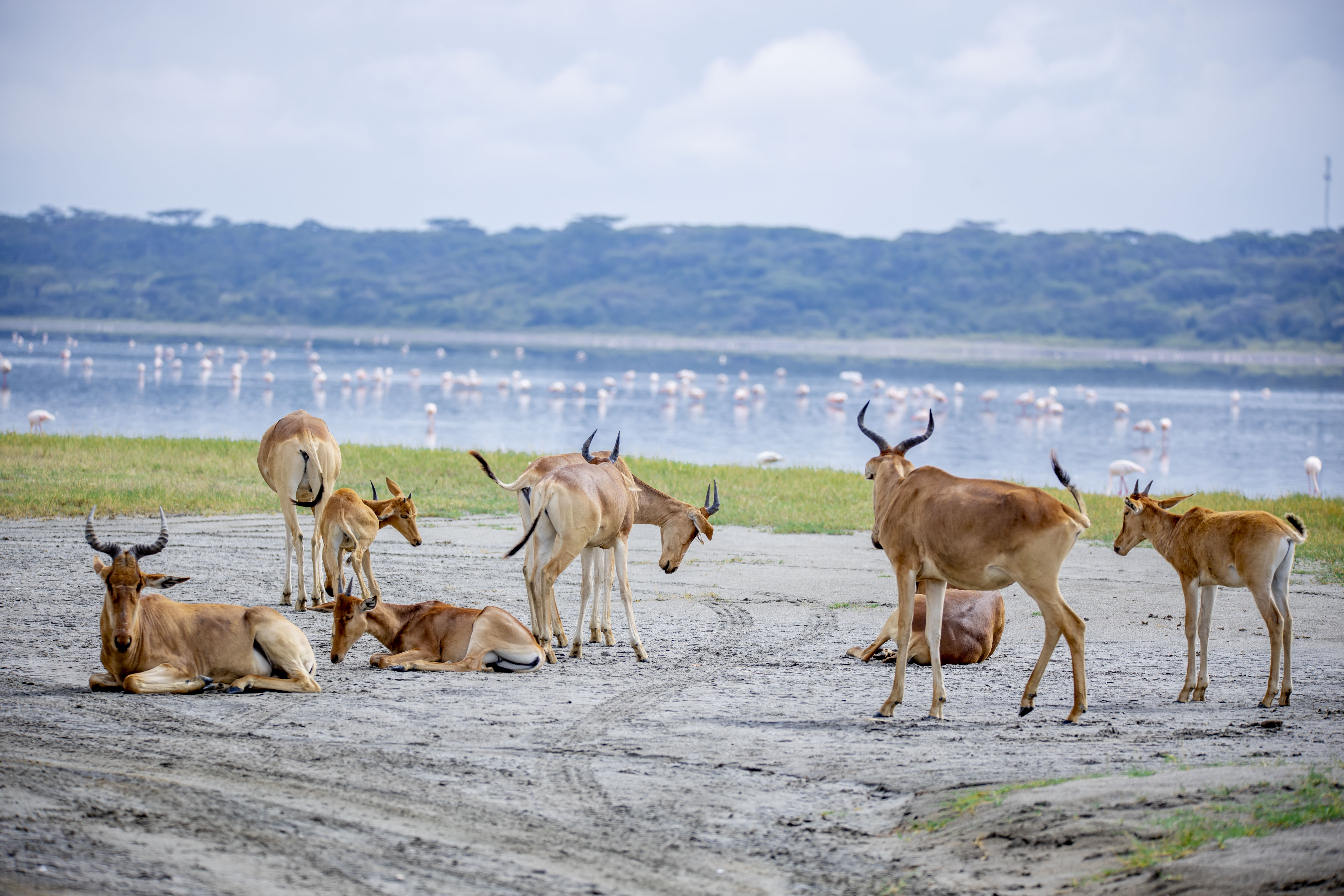 4-Day Safari