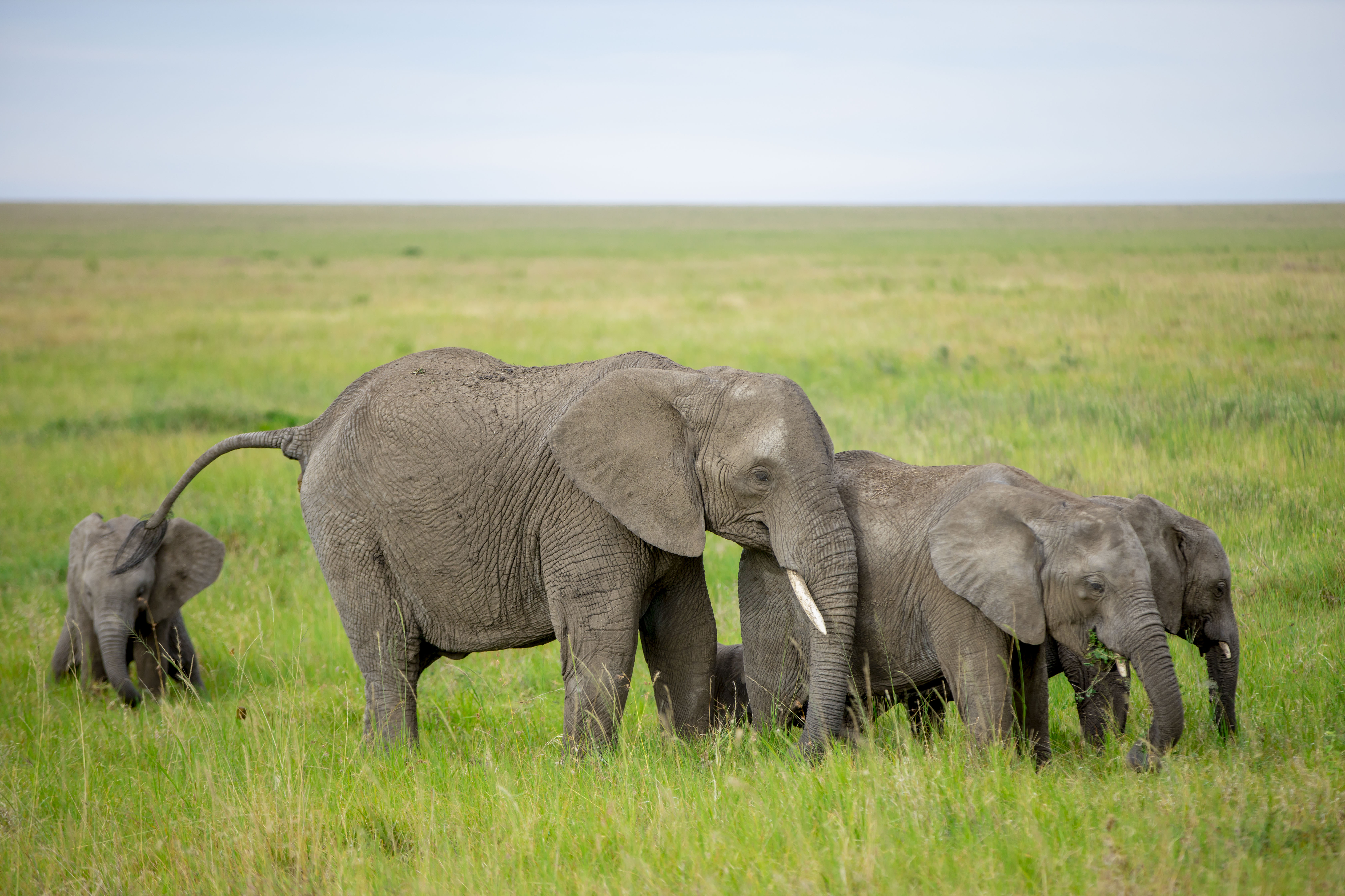 3-Day Serengeti