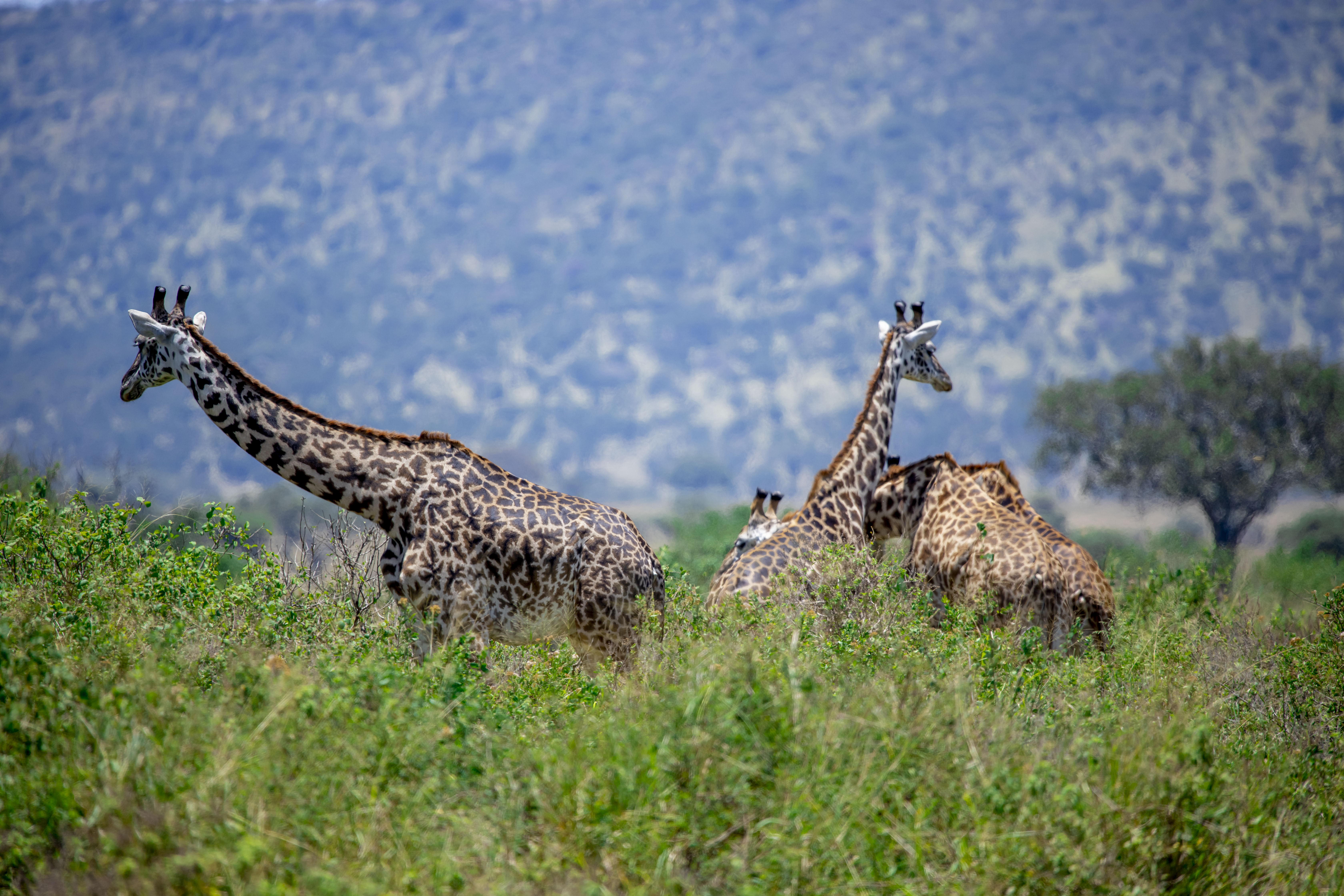 Serengeti and Ngorongoro