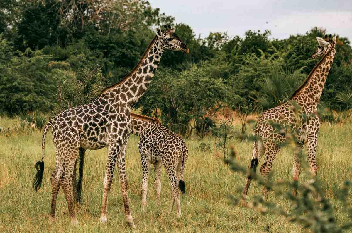 1-Day fly in shared safari to Nyerere national park from Zanzibar