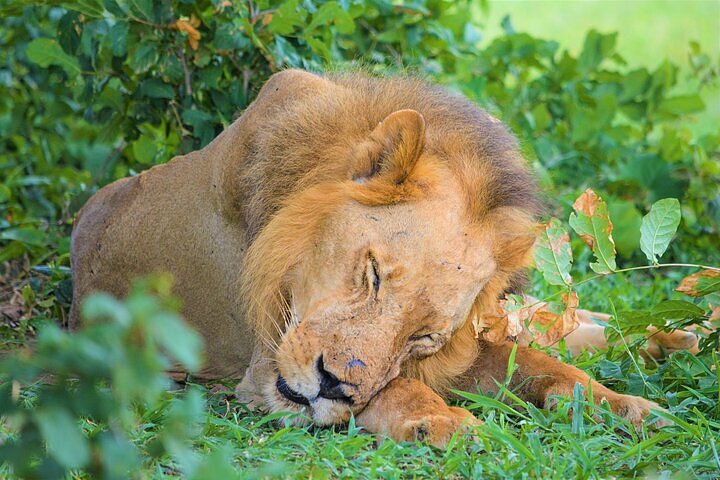 1-Day fly in private safari to Nyerere national park from Zanzibar