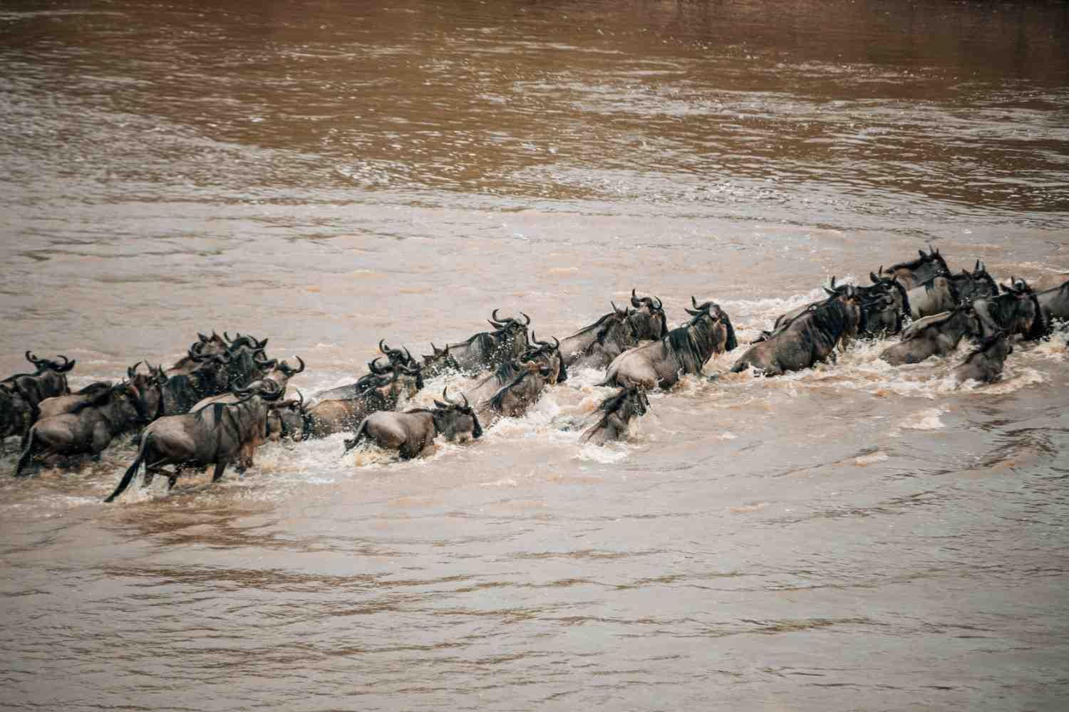 5-Day great migration Safari