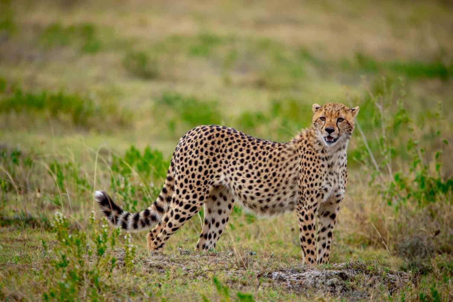 2-Day Tarangire and Ngorongoro crater Adventure Safari