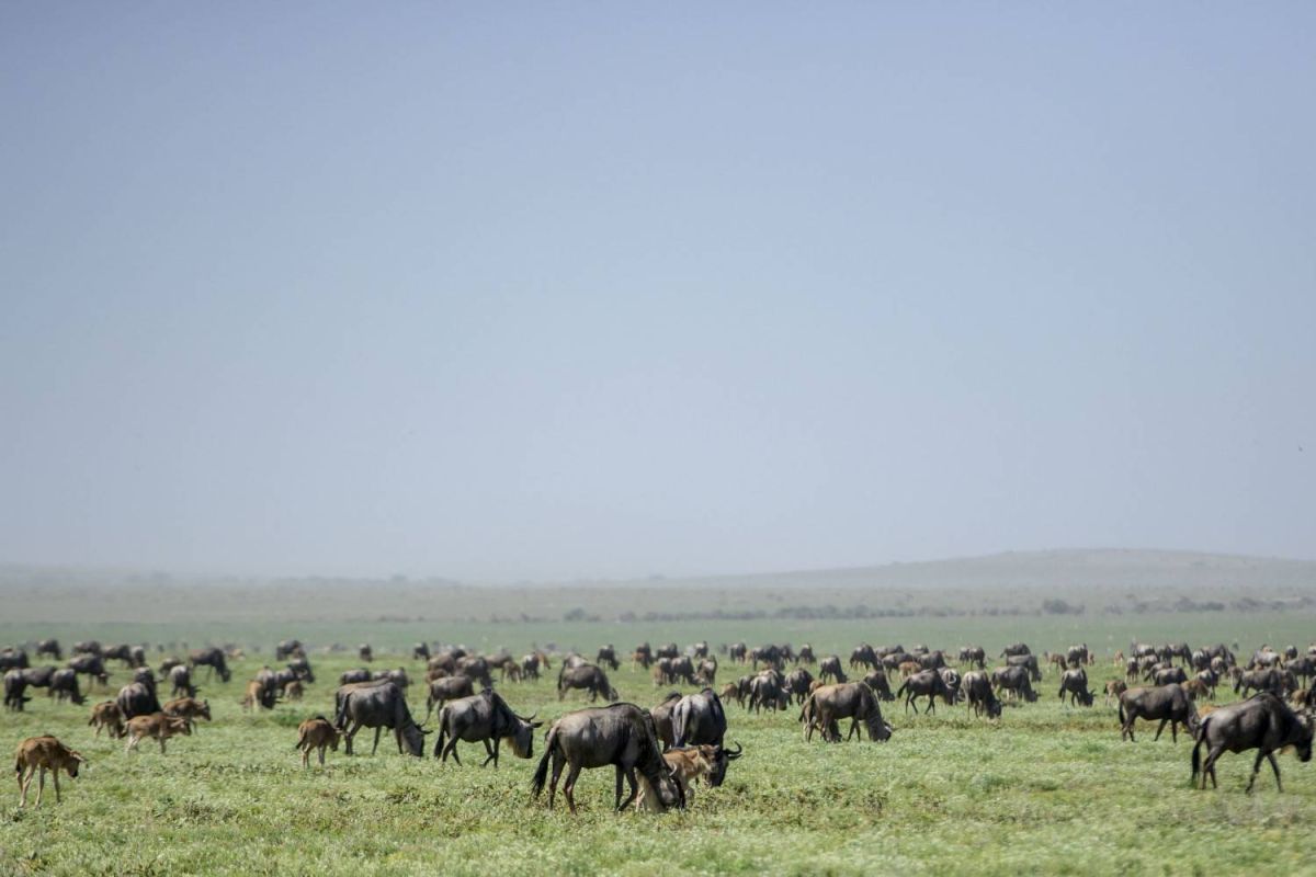 4-Day fly in safari to serengeti, Ngorongoro & Tarangire from Zanzibar