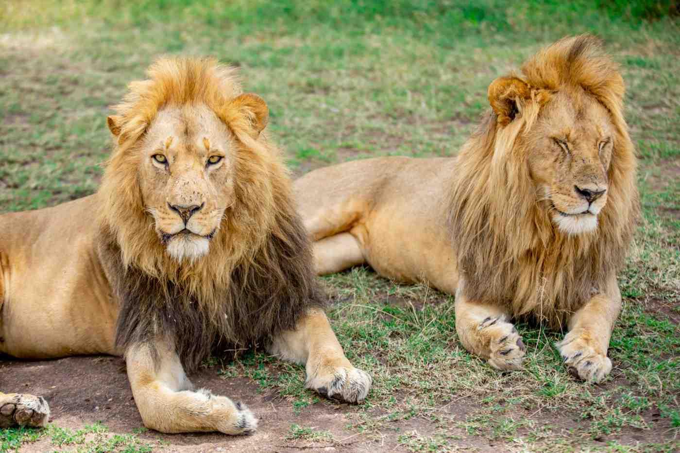 3- Day fly in Safari to serengeti and Ngorongoro from Zanzibar