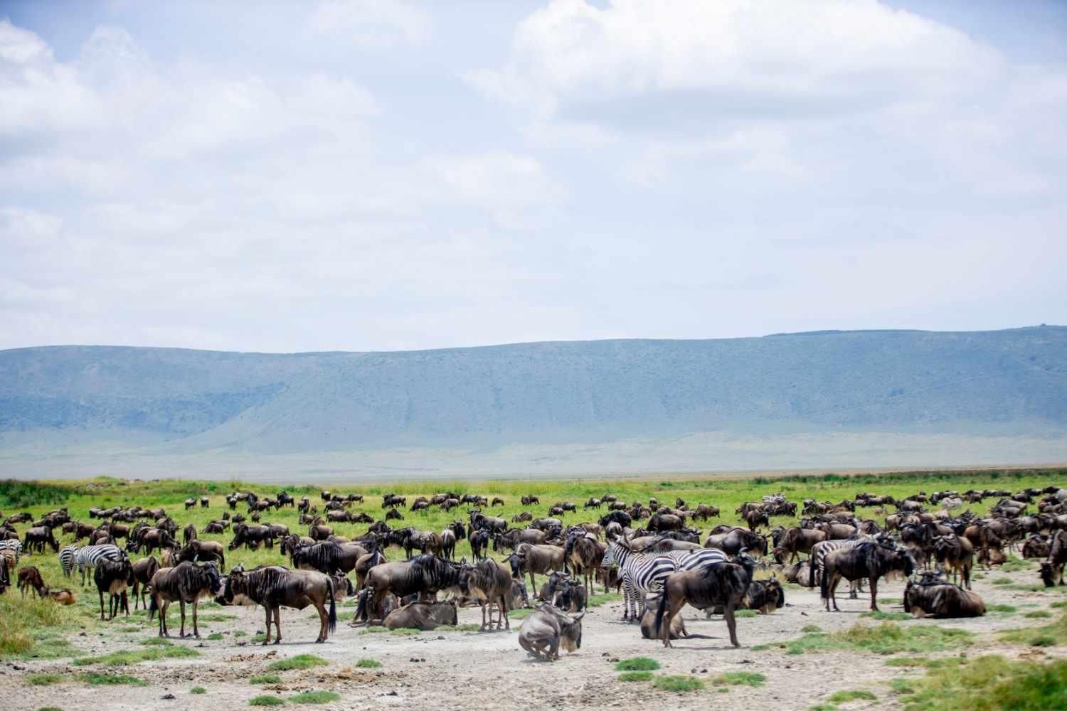 2- Day fly in Safari to serengeti and Ngorongoro from Zanzibar
