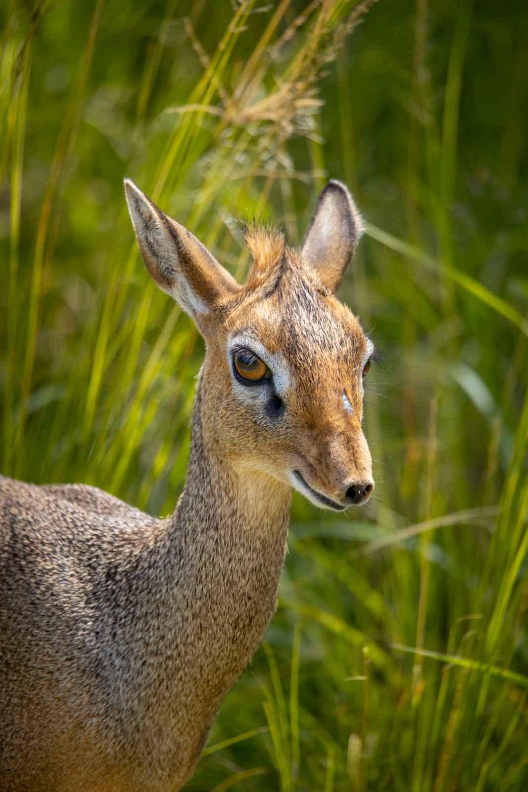 1-Day Fly-in Private Safari to Mikumi