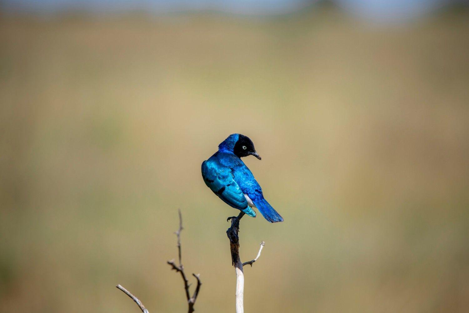 1-Day fly in shared safari to Nyerere national park from Zanzibar