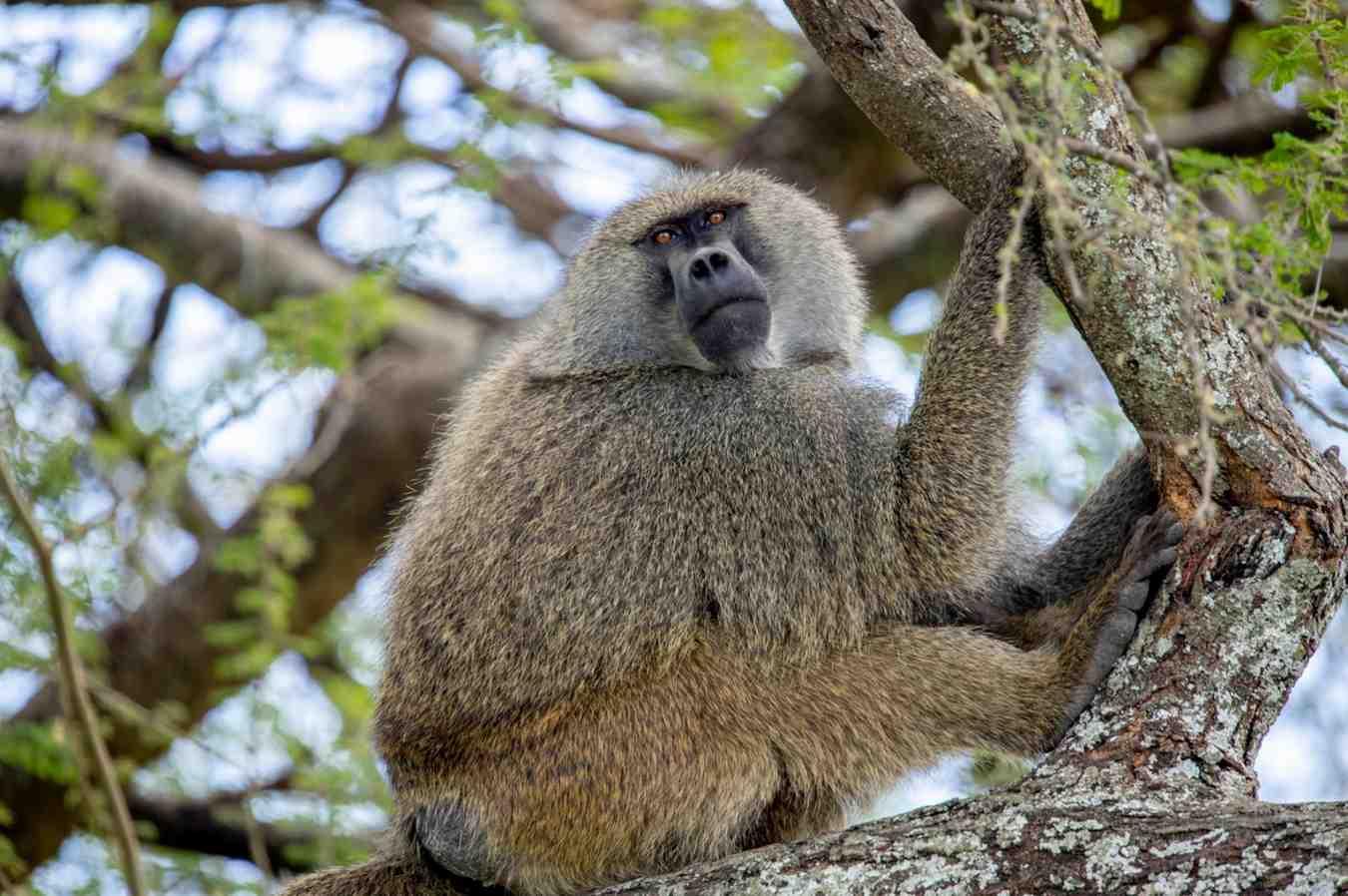 1-Day fly in private safari to Nyerere national park from Zanzibar