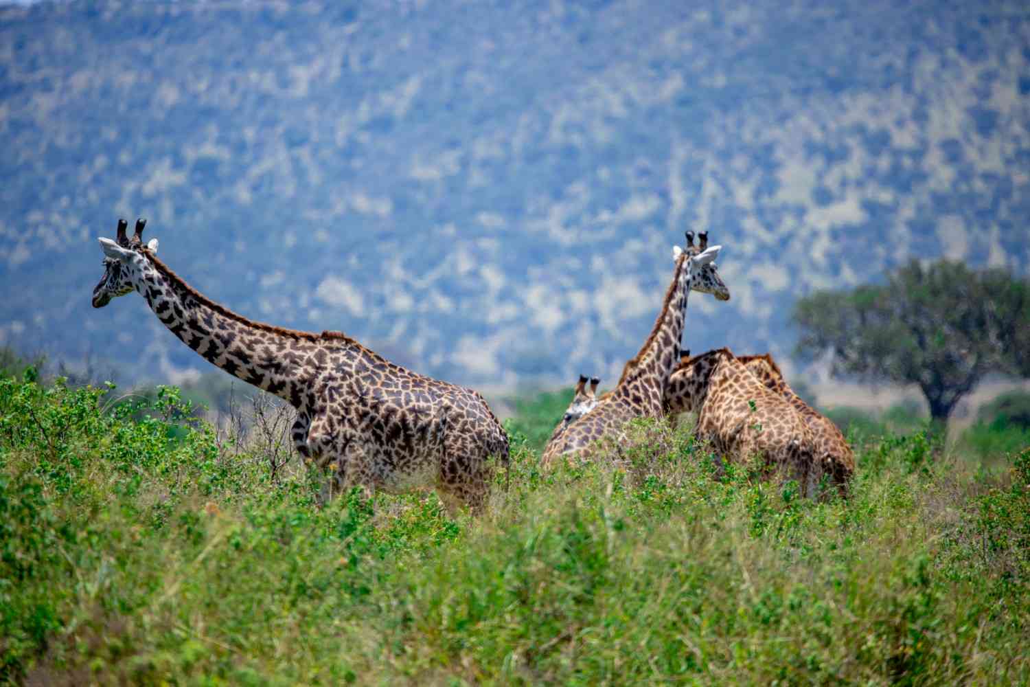 Mikumi National Park