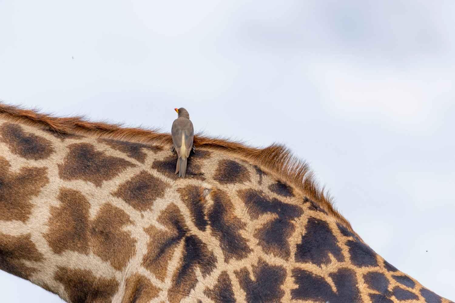 Ngorongoro Crater