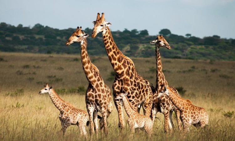 Serengeti National Park