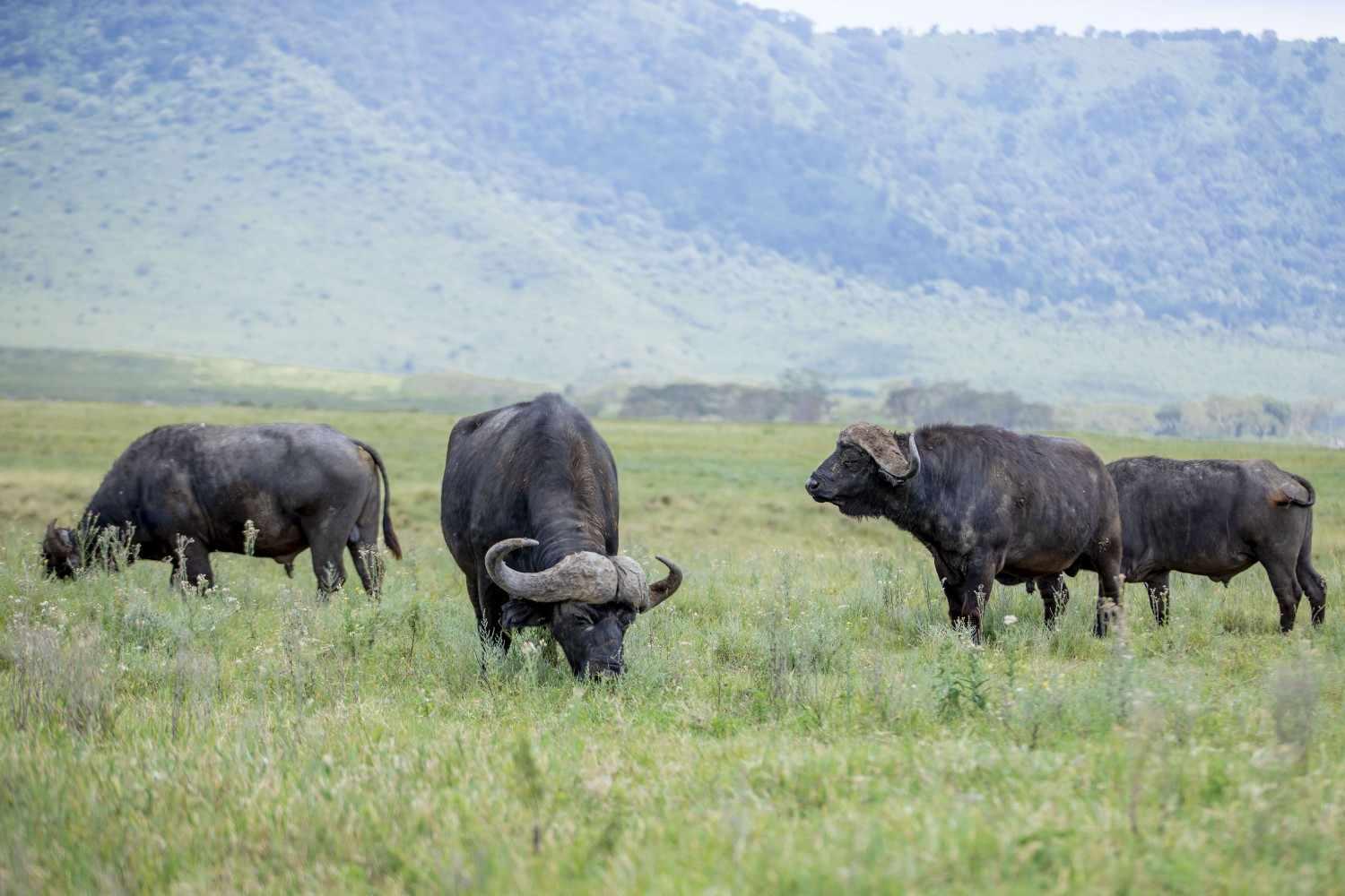4-Day Calving Season Adventure