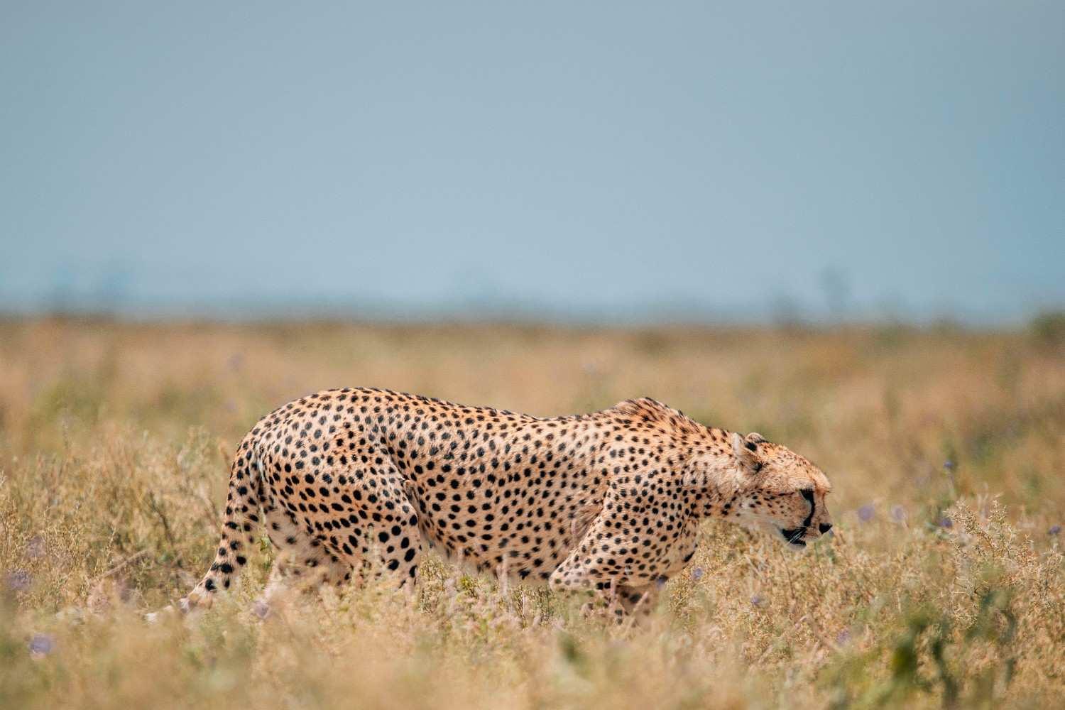 5-Day Great Migration Safari